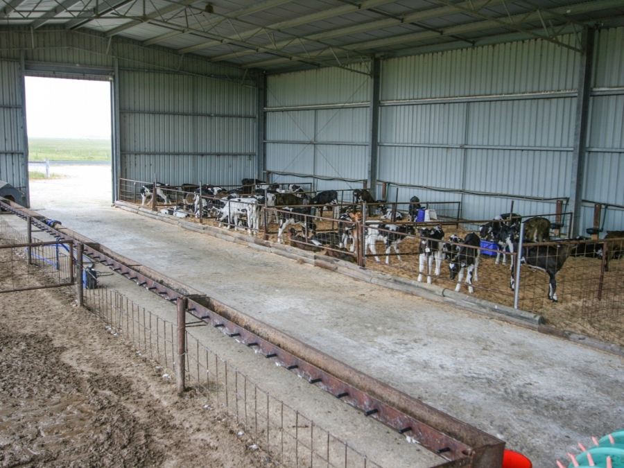 Calf Shed 11 Spanlift WbzRjY - Gallery